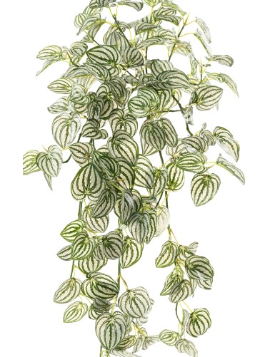 PEPEROMIA COLGANTE 95