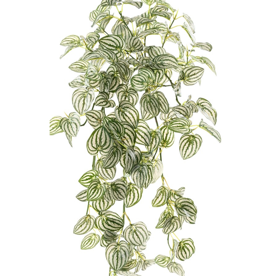 PEPEROMIA HANGING BUSH 95