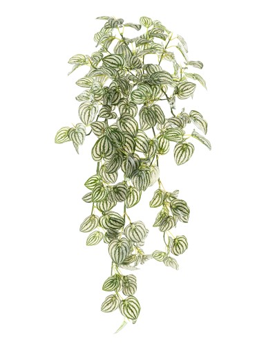 PEPEROMIA COLGANTE 95