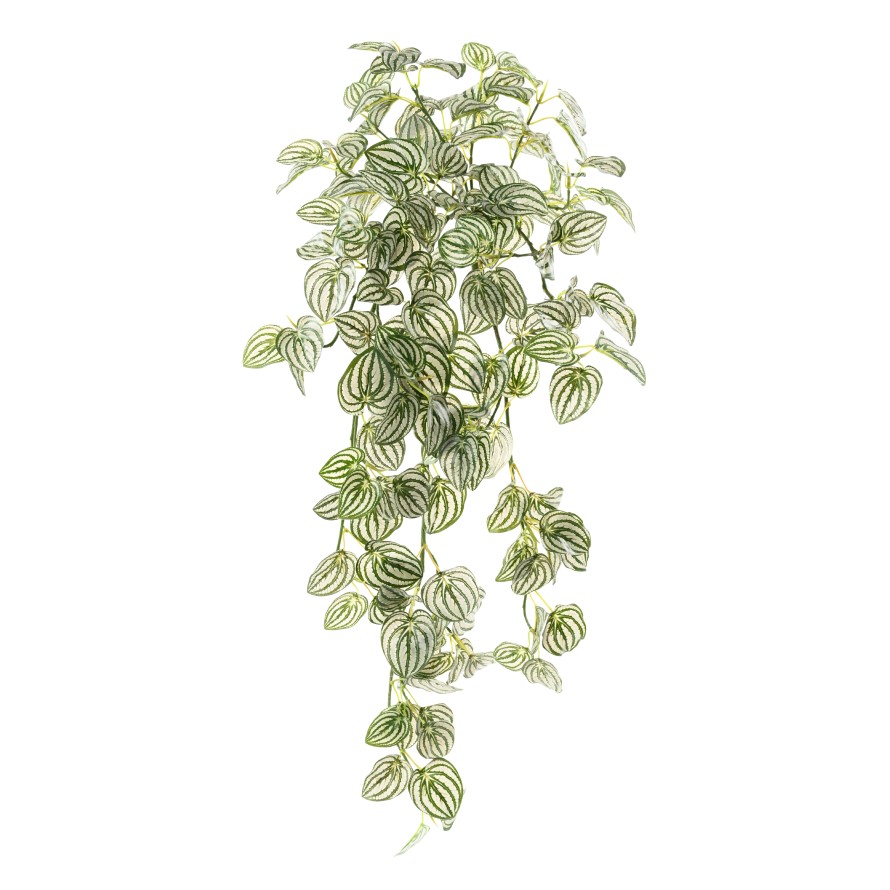 PEPEROMIA COLGANTE 95