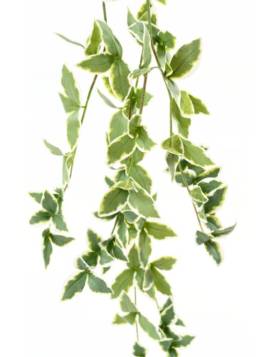 IMMERGRÜNPFLANZE (VINCA) HÄNGENDE 110