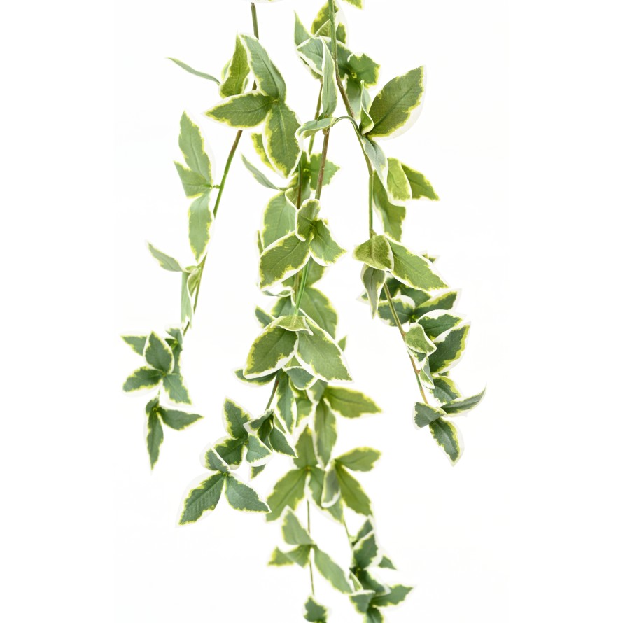 PERIWINKLE (VINCA) HANGING BUSH 110