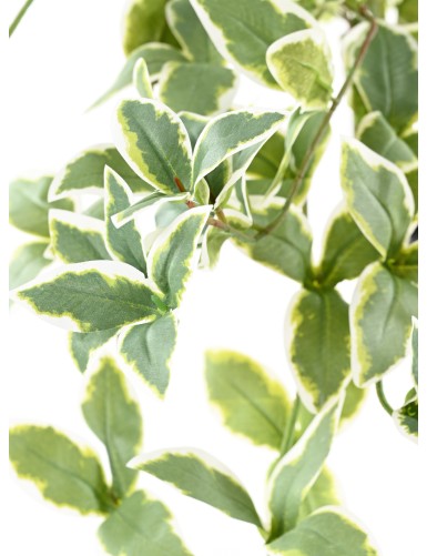 PERVENCHE (Vinca) CHUTE 110