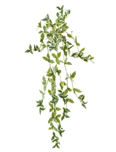 PERVENCHE (Vinca) CHUTE 110