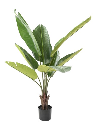 PALMERA DEL VIAJERO 100