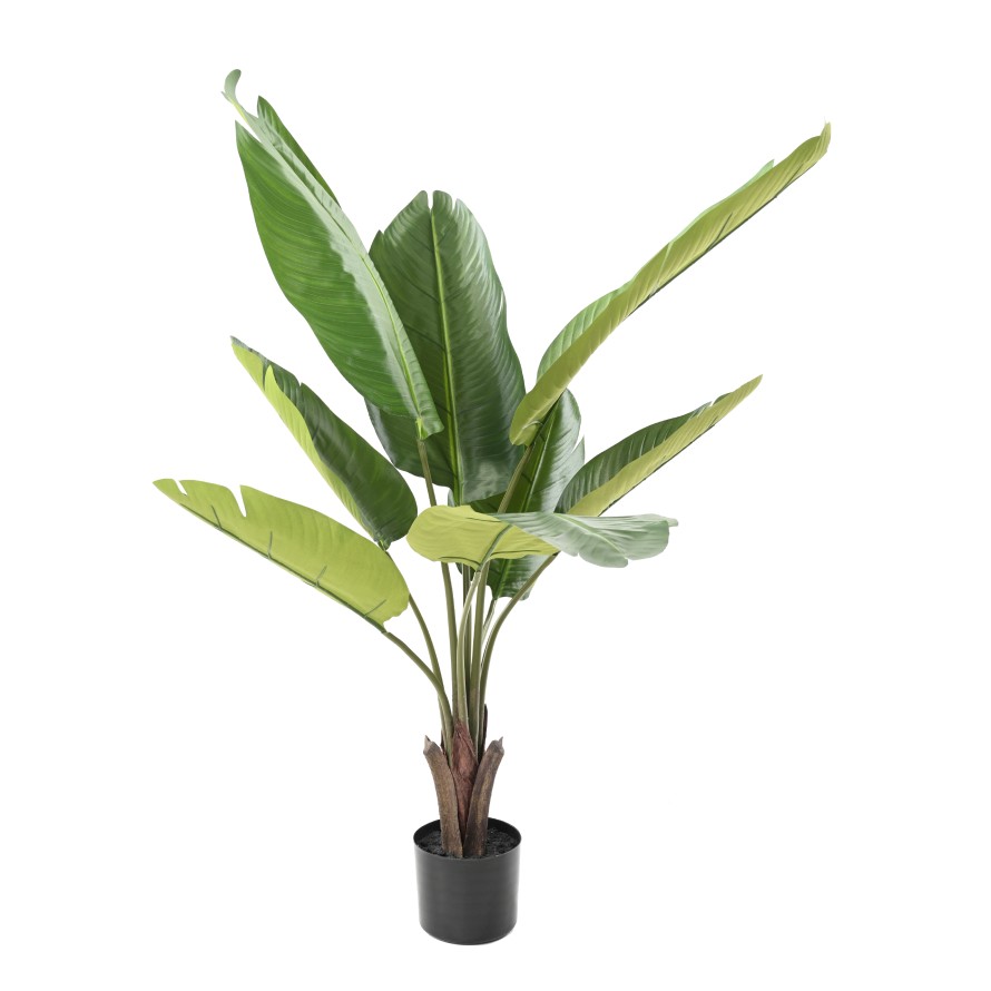 PALMERA DEL VIAJERO 100