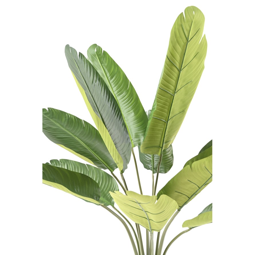 TRAVELLERS PALM TREE 120