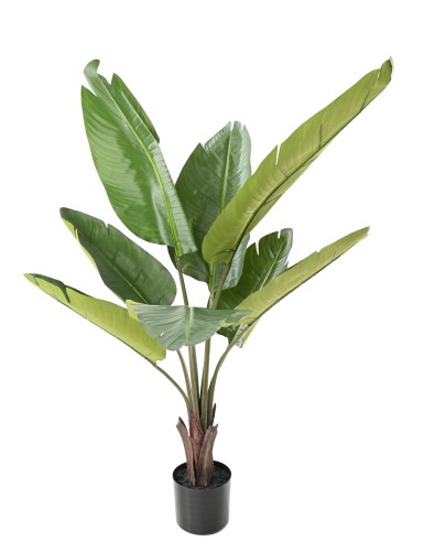 BAUM DER REISENDEN 120