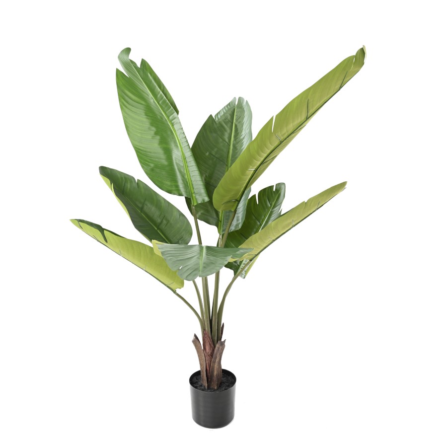 PALMERA DEL VIAJERO 120