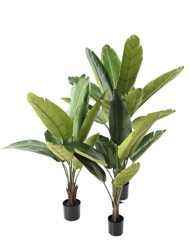 TRAVELLERS PALM TREE 120