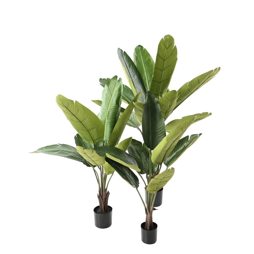 PALMERA DEL VIAJERO 100