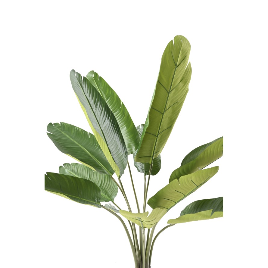 PALMERA DEL VIAJERO 150