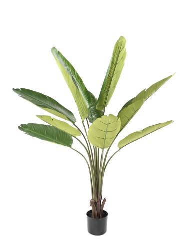 PALMERA DEL VIAJERO 150