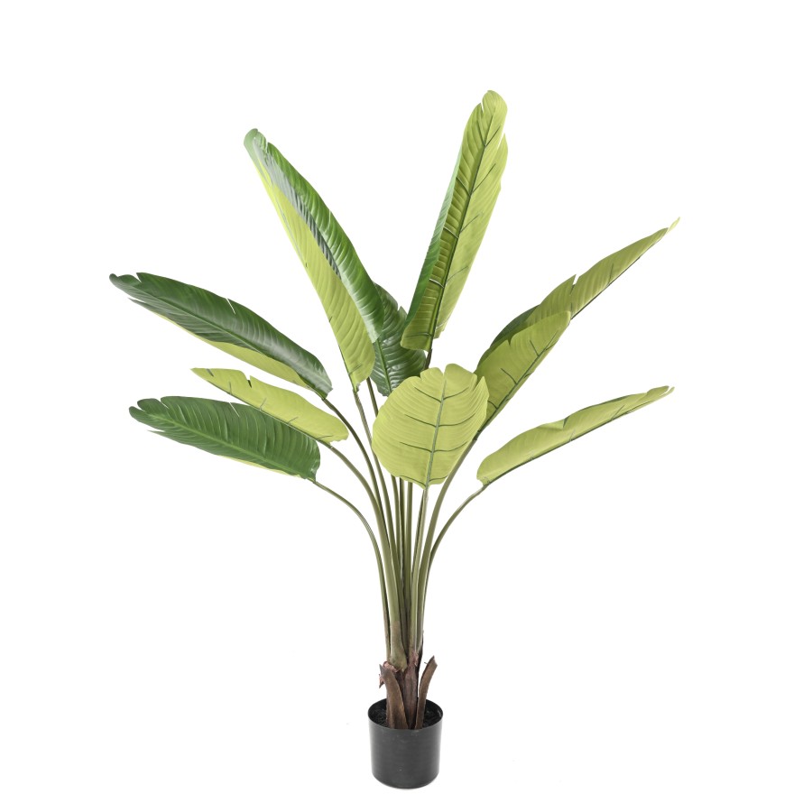 PALMERA DEL VIAJERO 150