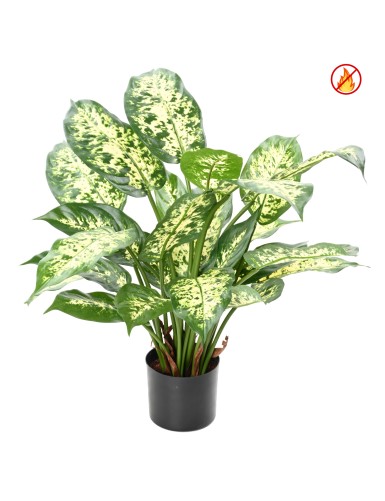 DIEFFENBACHIA *26 EN POT FR...