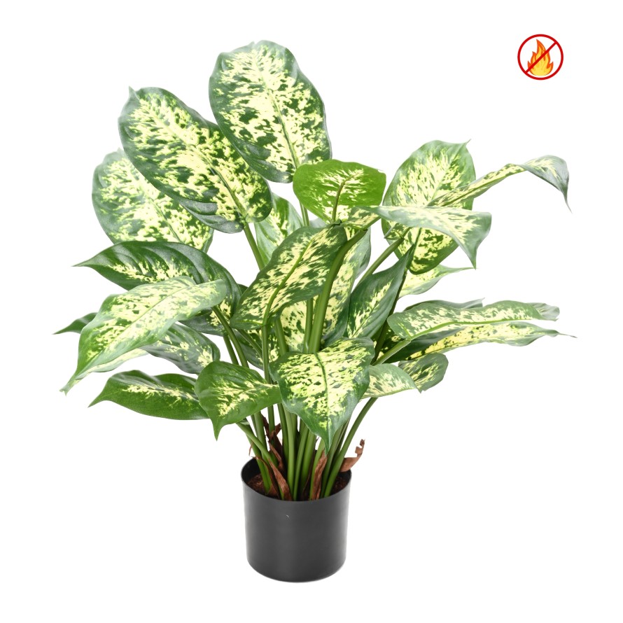 DIEFFENBACHIA *26 EN POT FR - Fire Resistant