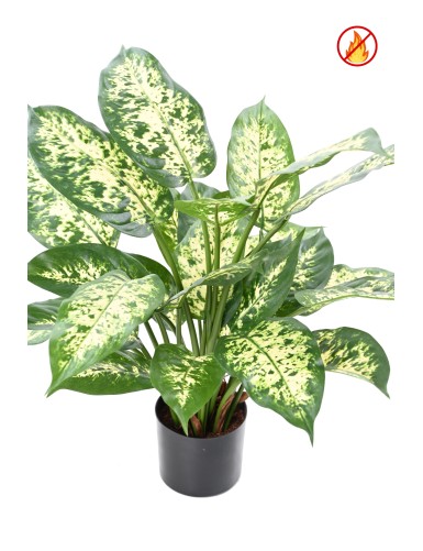 DIEFFENBACHIA *26 IM TOPF FR - Feuerbeständig