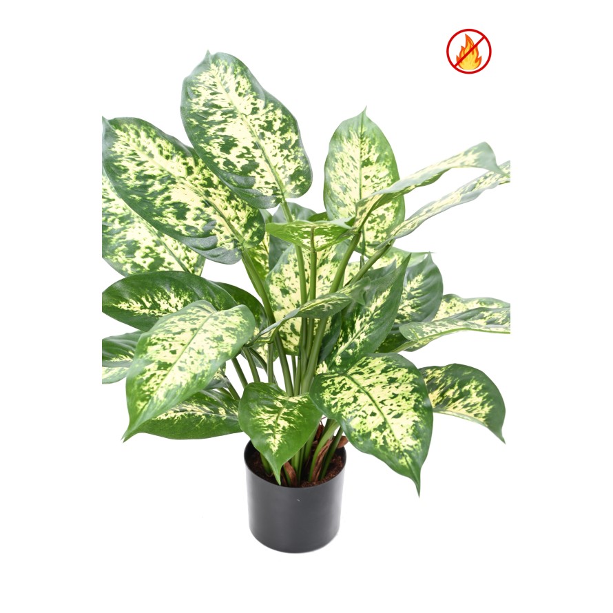 DIEFFENBACHIA *26 EN POT FR - Fire Resistant