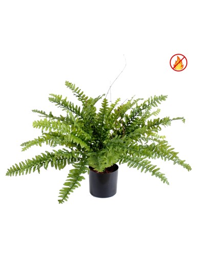 FERN (BOSTON) *42 IN POT FR...