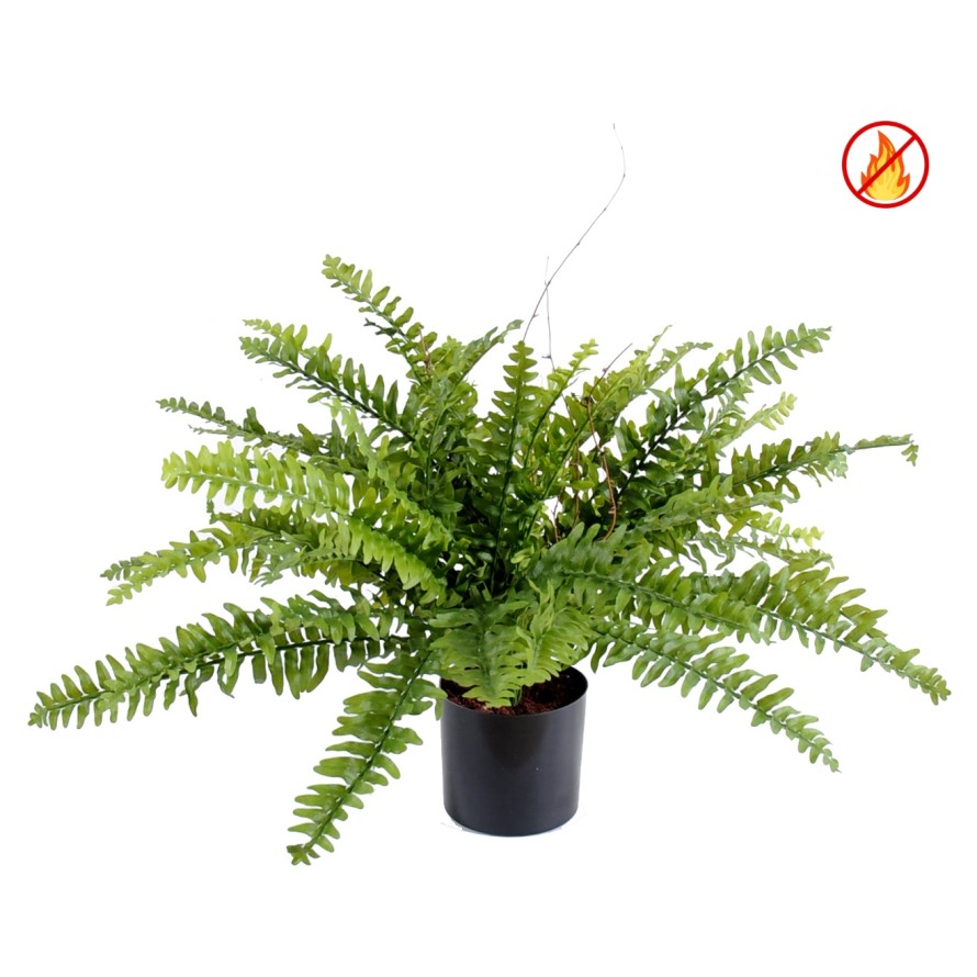 FOUGERE BOSTON *42 EN POT FR - Fire Resistant
