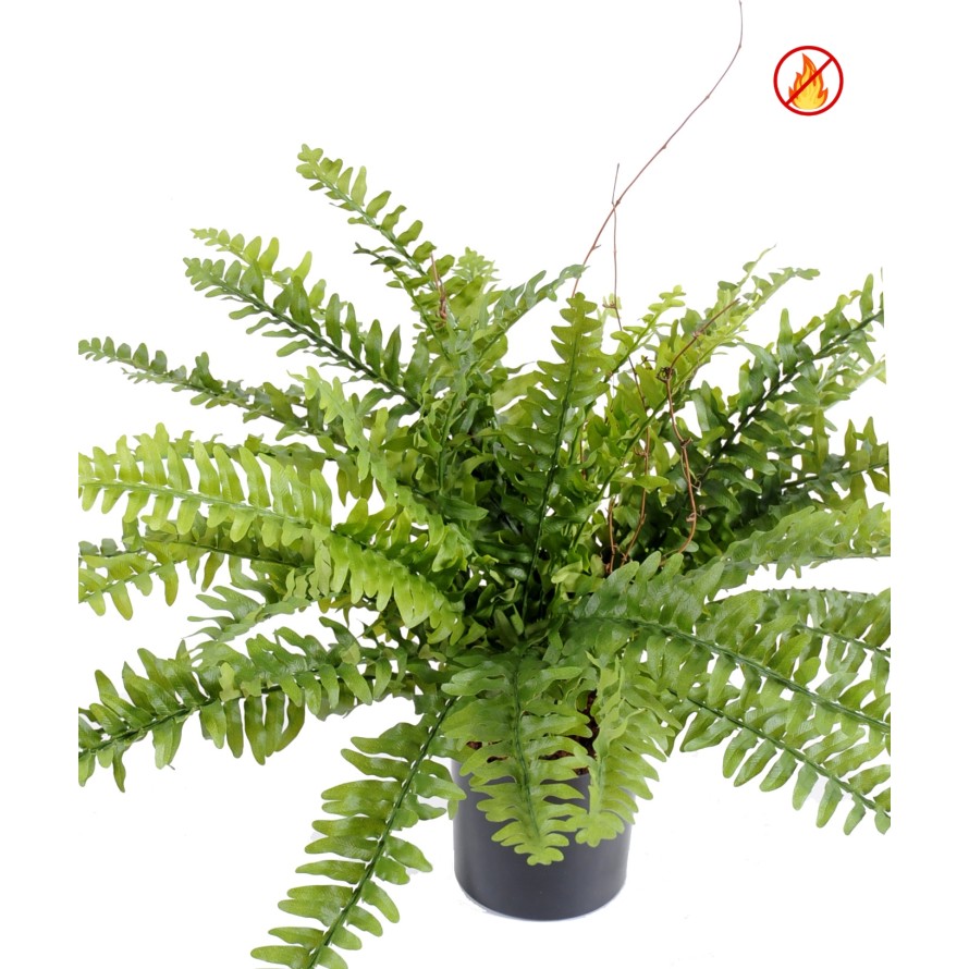 FOUGERE BOSTON *42 EN POT FR - Fire Resistant