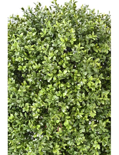 BOXWOOD BALL NEW
