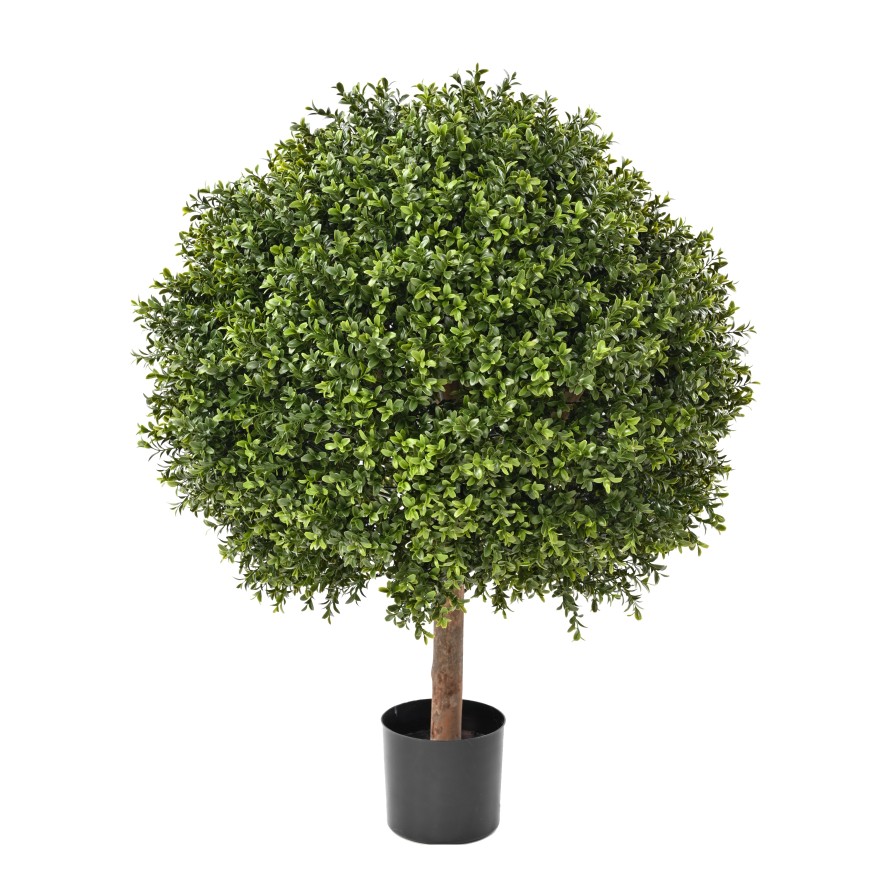 BOXWOOD BALL NEW