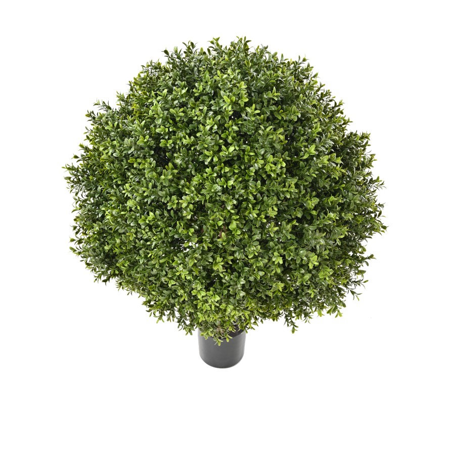 BOXWOOD BALL NEW