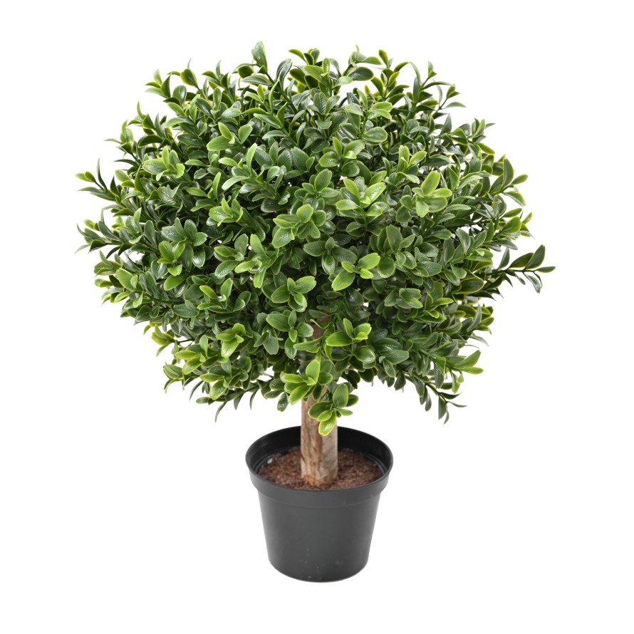 BOXWOOD BALL NEW