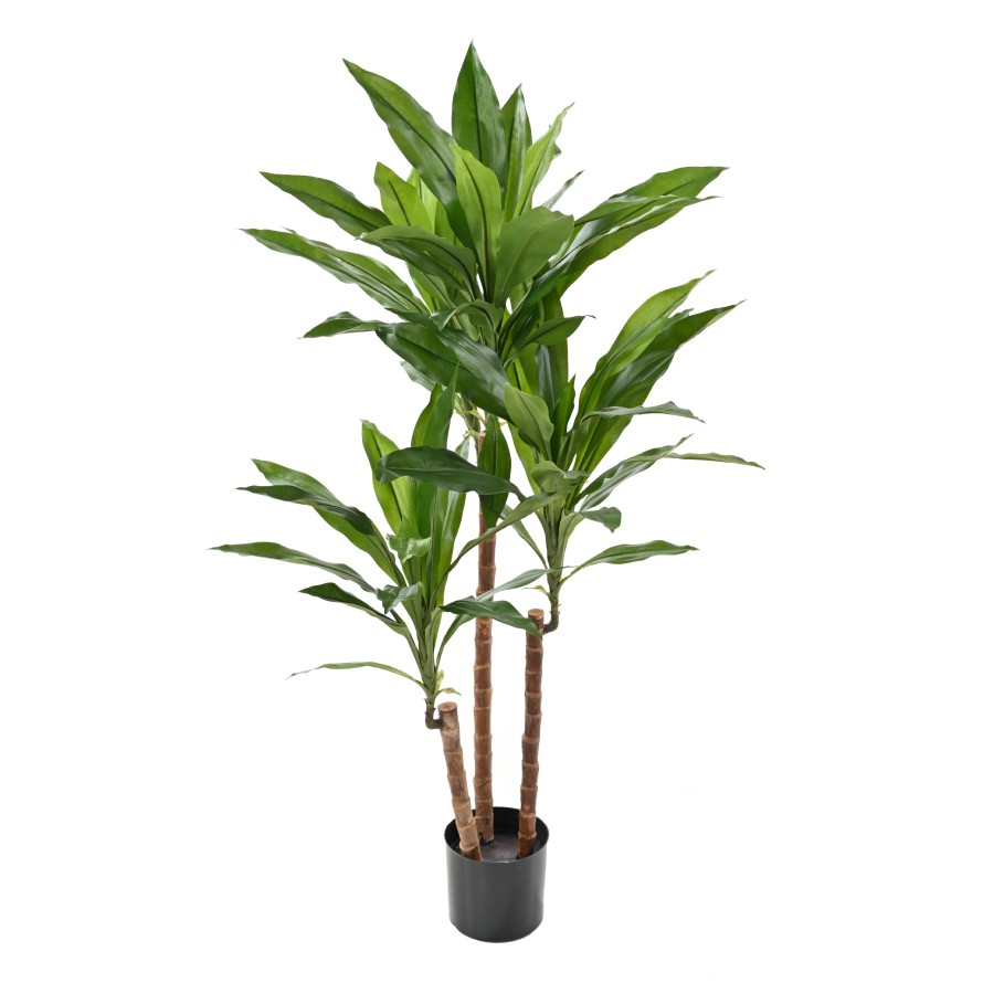 DRACAENA FRAGRANS Janet Craig