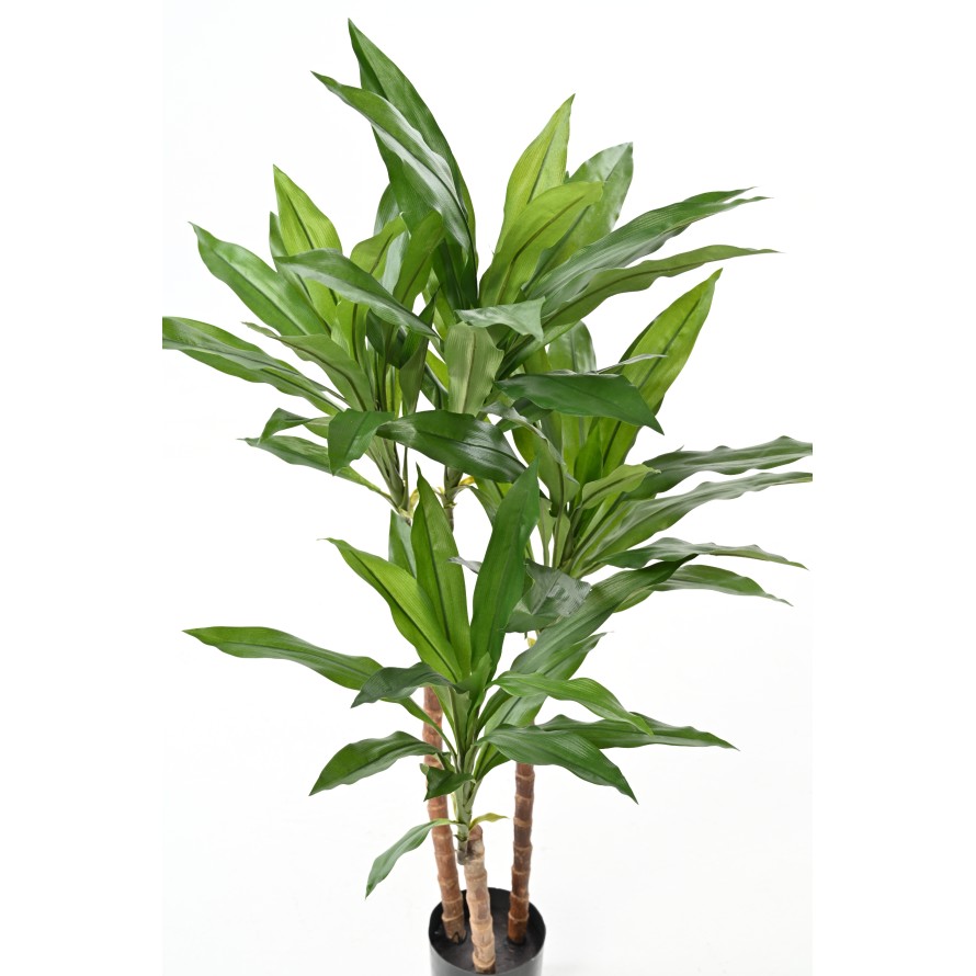DRACAENA FRAGRANS Janet Craig