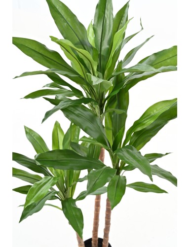 DRACAENA FRAGRANS Janet Craig