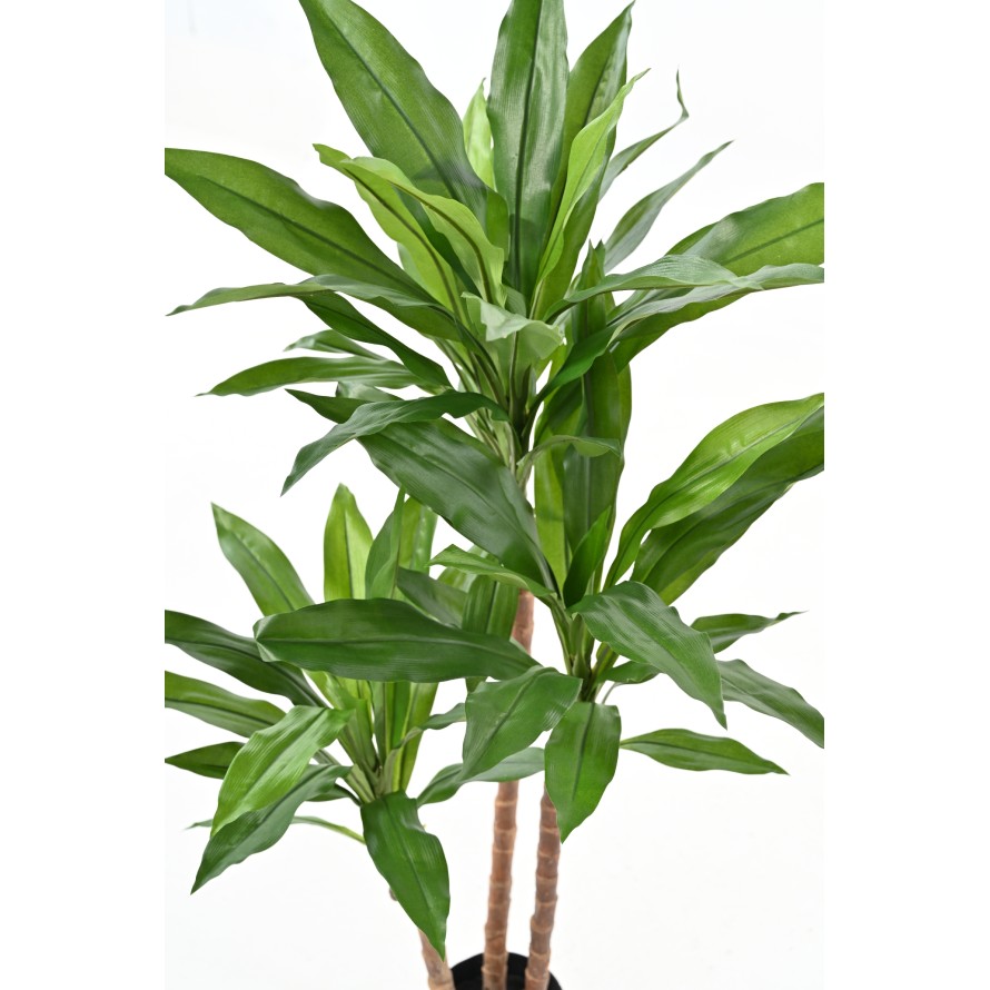 DRACAENA FRAGRANS Janet Craig