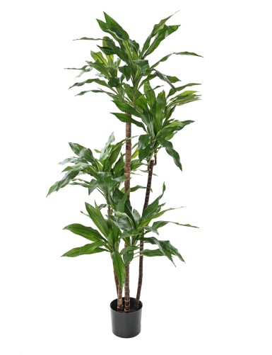 DRACAENA FRAGRANS Janet Craig