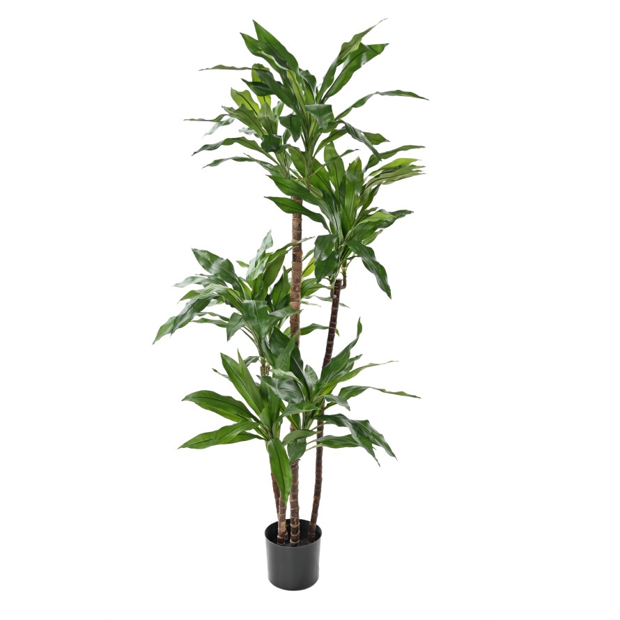 DRACAENA FRAGRANS Janet Craig