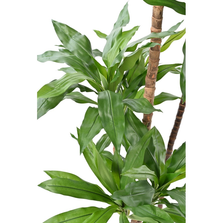 DRACAENA FRAGRANS Janet Craig