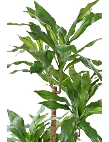 DRACAENA FRAGRANS Janet Craig