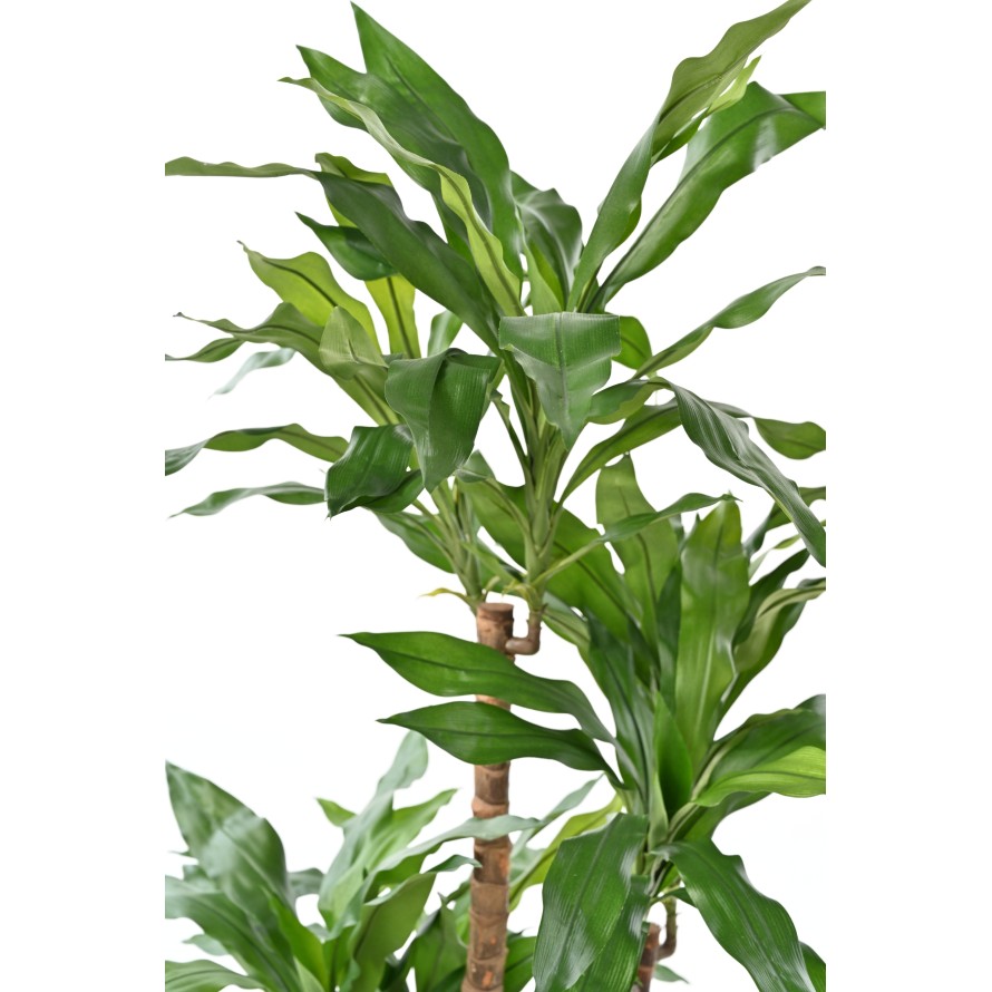 DRACAENA FRAGRANS Janet Craig