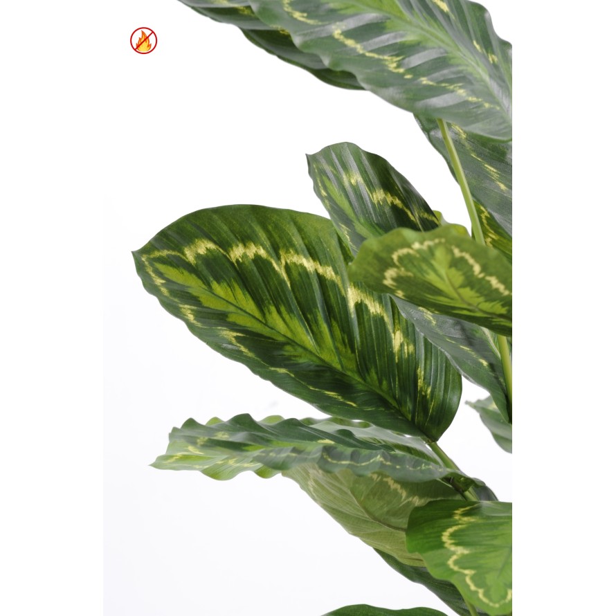 CALATHEA ROSEOPICTA FR - Fire Resistant