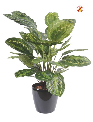 CALATHEA ROSEOPICTA FR -...