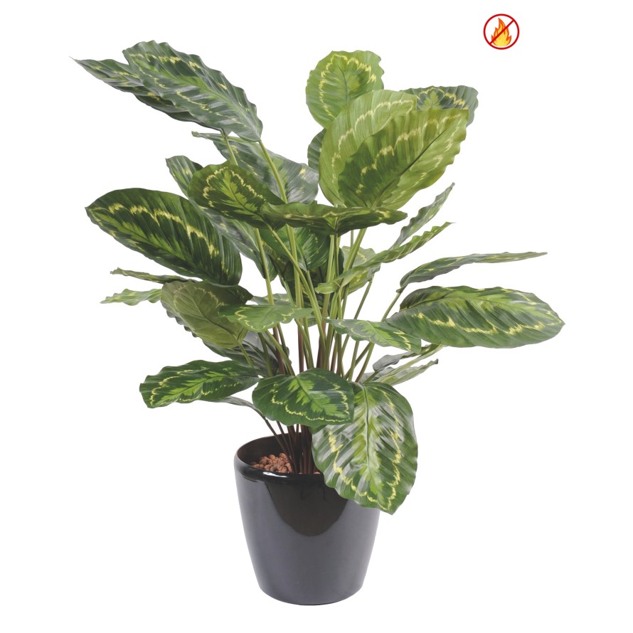 CALATHEA ROSEOPICTA FR - Fire Resistant