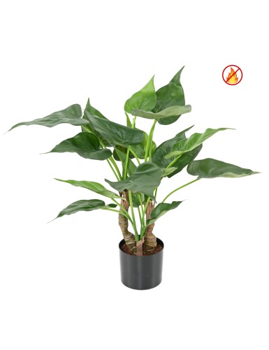 ALOCASIA CUCULLATA FR - Fire Resistant