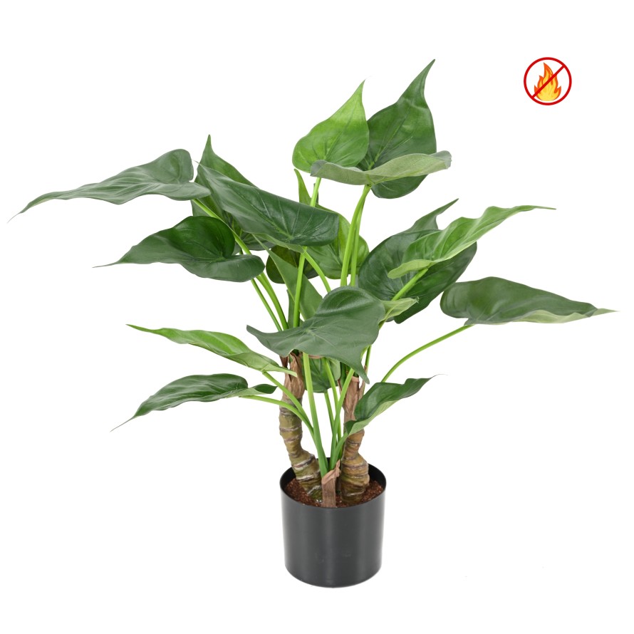 ALOCASIA CUCULLATA FR - Resistente al Fuego