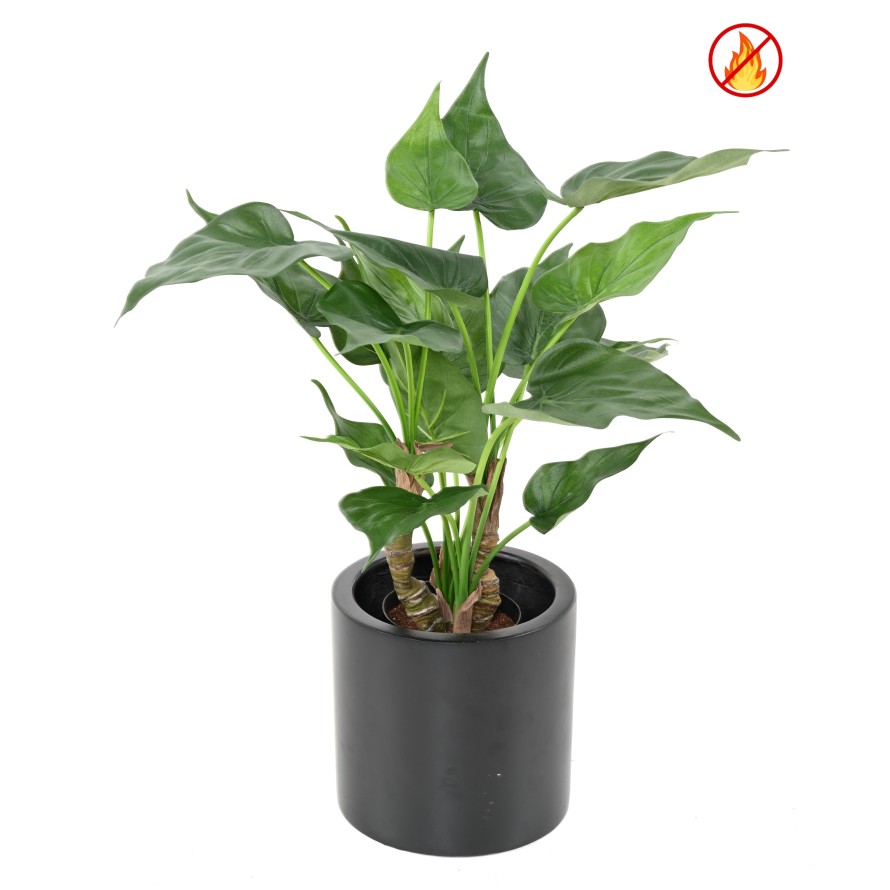 ALOCASIA CUCULLATA FR - Resistente al Fuego