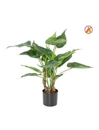 ALOCASIA CUCULLATA FR -...