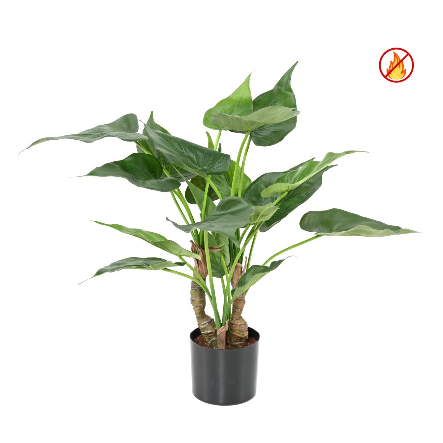 ALOCASIA CUCULLATA FR - Resistente al Fuego
