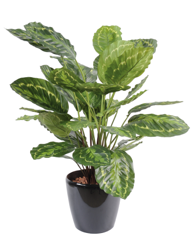 KORBMARANTE ROSEOPICTA