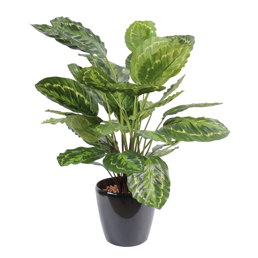 CALATHEA ROSEOPICTA