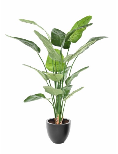 STRELITZIA NICOLAI
