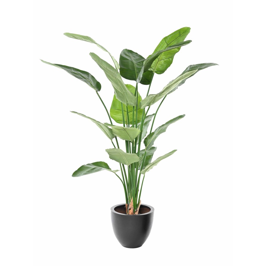STRELITZIA NICOLAI